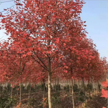 美国红枫树-6公分8公分红点红枫、9公分、10公分美国红枫树