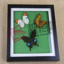 厂家直销实木相框背板创意蝴蝶标本相框摆台永生花相框配件定制