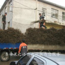 晋丰核桃树苗基地、晋丰核桃树苗一亩栽多少棵