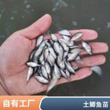 港发水产 专业淡水鱼 湘云鲫鱼苗 基地供应 存活***