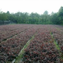 四川成都红花檵木批发基地 高30公分的红继木小苗