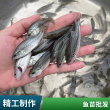 良高密度养殖肉食性路亚鱼苗 淡水加州鲈鱼苗 杂交鲈鱼水花
