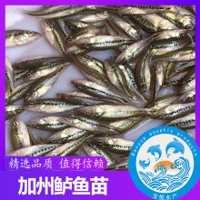 ǭ籨 ֳ
