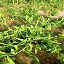 中药材种植射干苗技术什么时间种植