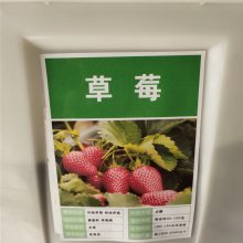 优质新采摘水果种子 草莓种子 发芽*** 价格便宜