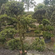 哪里出售杜鹃盆景？杜鹃造型基地 杜鹃云盘造型 杜鹃蘑菇造型