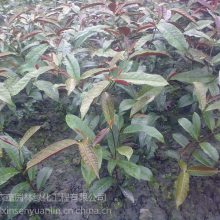 红背桂工程小苗 红背桂 红背桂树叶颜色