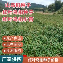 红叶乌桕种子 山乌桕 蜡子树 蜡烛树 杨柳种苗 种苗基地