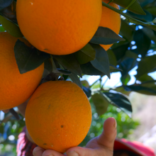 正宗贛南臍橙順桂源高山橙皮薄多汁香甜橙子3斤裝果徑70-75mm精品果現(xiàn)摘現(xiàn)發(fā)9省包郵批