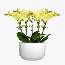 青浦区同城盆栽出租方案 推荐 上海园中园花艺绿化供应