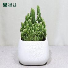   ̴԰人ͬǶֲ