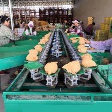 西红柿选果机供应 水果重量分级机厂家供应 一机多用
