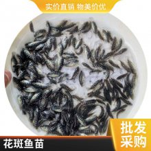 港发水产 淡水石斑鱼苗 货源实惠 鸭嘴鱼鱼苗 加洲鲈鱼苗批发