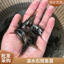 厂家批发鱼苗 溪水石斑鱼苗 红罗非鱼苗 锦鲤鱼苗鲜活水产 买就送