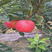批发供应1-4公分苹果树 矮化苹果树 早熟 晚熟品种烟富八号苹果