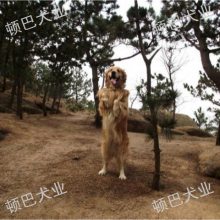 ȳһܶǮ ӭѯ ٰȮҵӦ