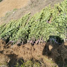直销北海道黄杨 工程绿化庭院植物 北海道价格 北海道黄杨绿篱