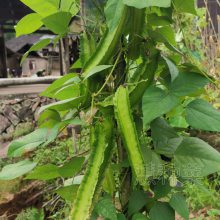 四棱豆种子 杨桃豆四角豆翼豆种子种植容易春夏秋播种 价格 厂家 中国供应商