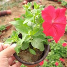 潍坊花卉批发市场 双色盆花卉批发 宿根花卉时令草花基地供应