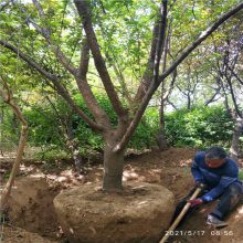 美化缘 庭院地栽梅花报价 杏梅苗观赏植物 基地直供