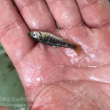 【名贵鱼类】利鸿渔业虹鳟鱼苗 瀑布鱼鲑鱼三文鱼苗冷水鱼全国