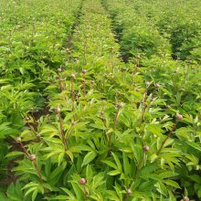 种植白芍合作社 技术管理