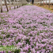 芝樱批发市场200万棵多色芝樱花小杯苗有货