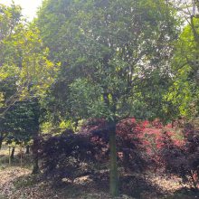 八月桂花香四川眉山 乔木紫薇造型桂花树苗圃出售