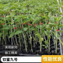 广西苗木基地供应绿皮百香果苗嫁接苗 新品种绿皮百香果苗批发 现货