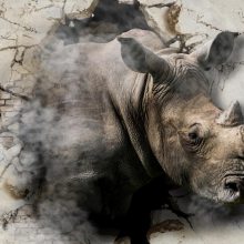 ϬţRhino ģ *** Ϣ