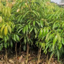 大量供应灵山荔枝苗 桂味荔枝苗批发 中晚熟荔枝高产荔枝果树苗