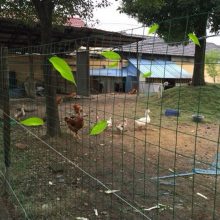 荷兰网养殖围网