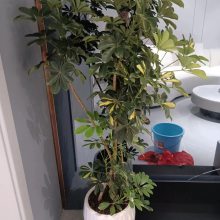 南宁良庆区室内绿植租赁 养护 找汇成园艺