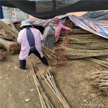 王露香梨苗 当年结果梨树苗 丰田园艺