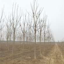 臭椿种植-臭椿树-起苗装车-鲜活易养-北京臭椿树