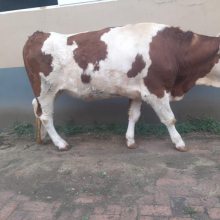 铁岭市场 8个月西门塔尔小母牛犊出售