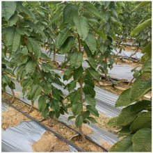 2-3公分樱桃树苗价格 矮化大樱桃苗批发 美早樱桃树苗基地供应