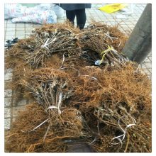 红心猕猴桃苗基地猕猴桃树嫁接苗 红肉猕猴桃苗 猕猴桃大苗批发