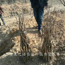 中核短枝核桃树苗价格、中核短枝核桃树苗品种有多少价格
