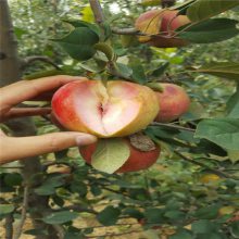 水蜜桃苹果苗批发 9月份成熟全红苹果苗价格 抗病虫害苹果树苗