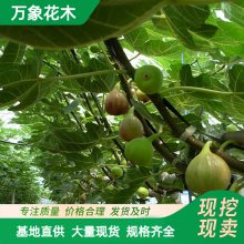 万象花木无花果树苗耐寒根系发达庭院种植苗