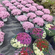 可栽植可摆放花卉球菊乒乓菊,不怕晒耐晒的花卉品种,不用修剪就是圆形的花卉