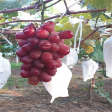 葡萄树苗新品种 嫁接葡萄树 阳光玫瑰葡萄苗价格
