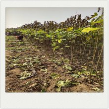 3公分无花果苗 常年种植批发无花果苗 结果早