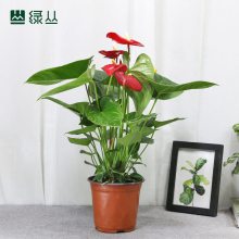 武汉同城苗圃直达/室内净化空气办公绿化/红掌植物盆栽/绿丛园林