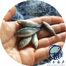 屦ʯ_߲ޱʯ_5cmʯ繩Ӧ