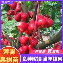 ޽ӺǰűڽƷˮϷֲ