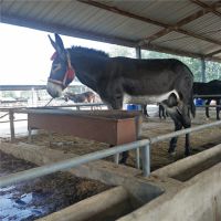 德州驴多少钱一头 江西大型肉驴养殖场出售