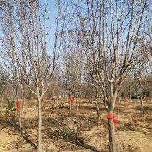 苏伟花木场15至20公分马褂木 移植苗根系发达 景观行道树