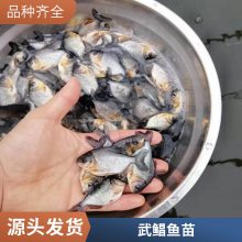 淡水白鲳鱼苗生长速度快 港发水产 支持定制 少病害红鲳鱼苗